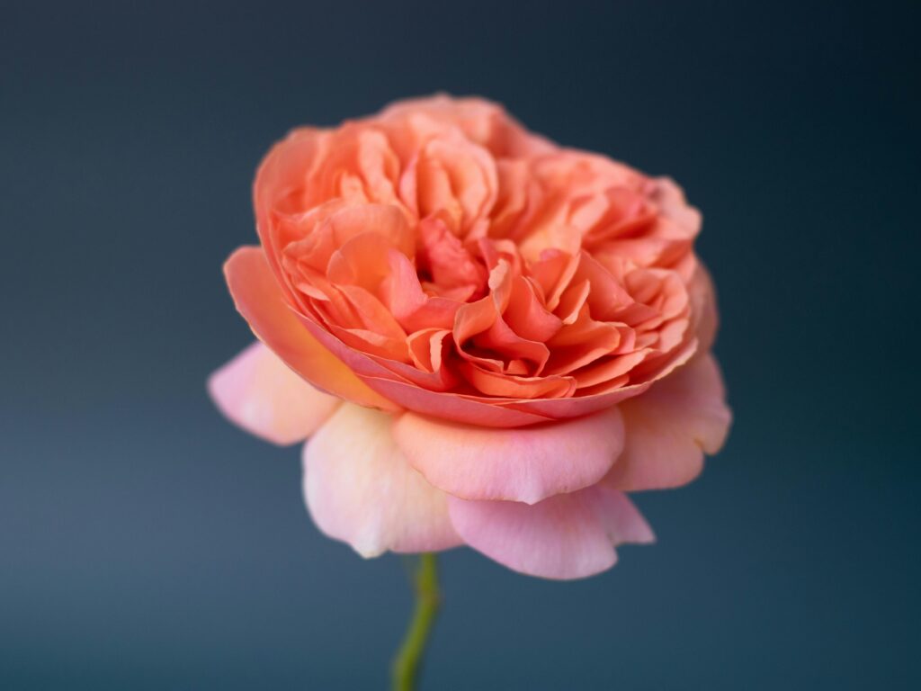 Vibrant pink and orange rose with delicate petals on a blue background.